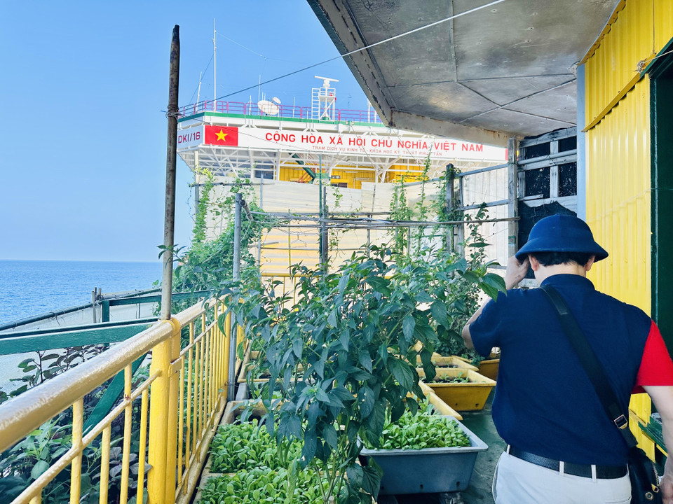 Vườn rau các chiến sỹ trồng tại Nhà giàn DK1 Phúc Tần xanh mướt. (Ảnh: Thùy Giang/Vietnam+)