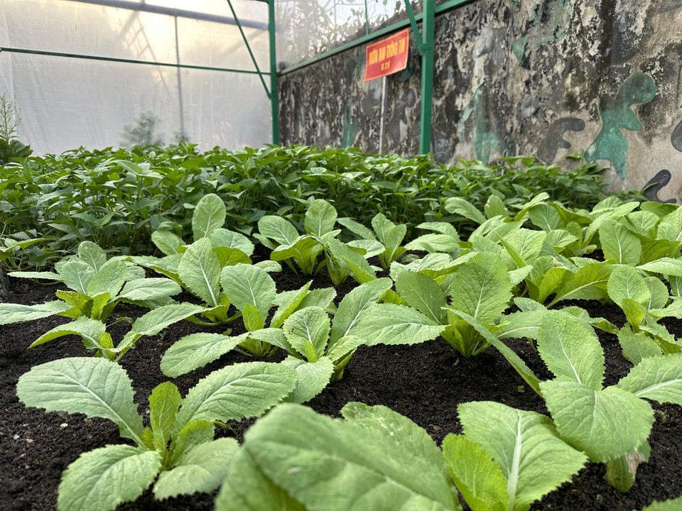 Các chiến sỹ phải chắt chiu, tiết kiệm từng giọt nước ngọt quý giá, hết lòng chăm chút để cây xanh tốt. (Ảnh: Thùy Giang/Vietnam+)