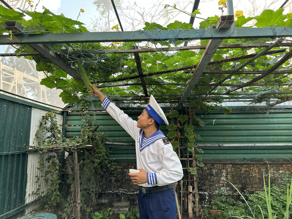 Một chiến sỹ trẻ đang đi thu hái những quả mướp. (Ảnh: Thùy Giang/Vietnam+)