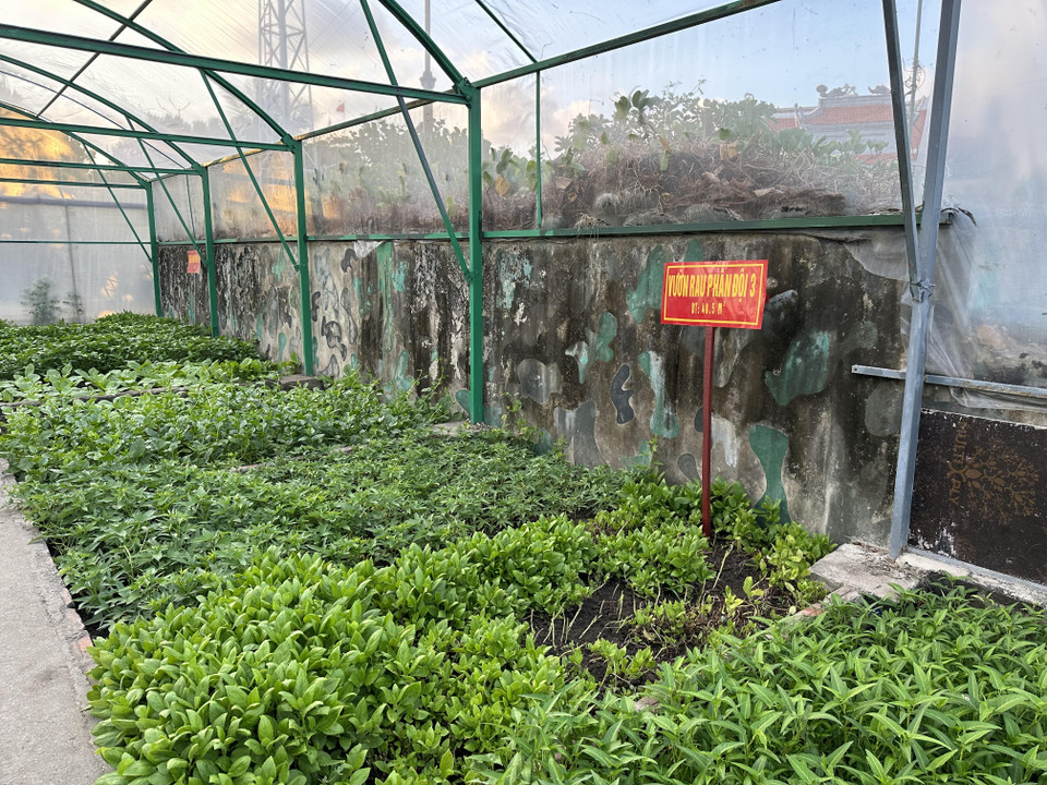 Các luống rau được phân rõ ràng thành các khu. (Ảnh: Thùy Giang/Vietnam+)