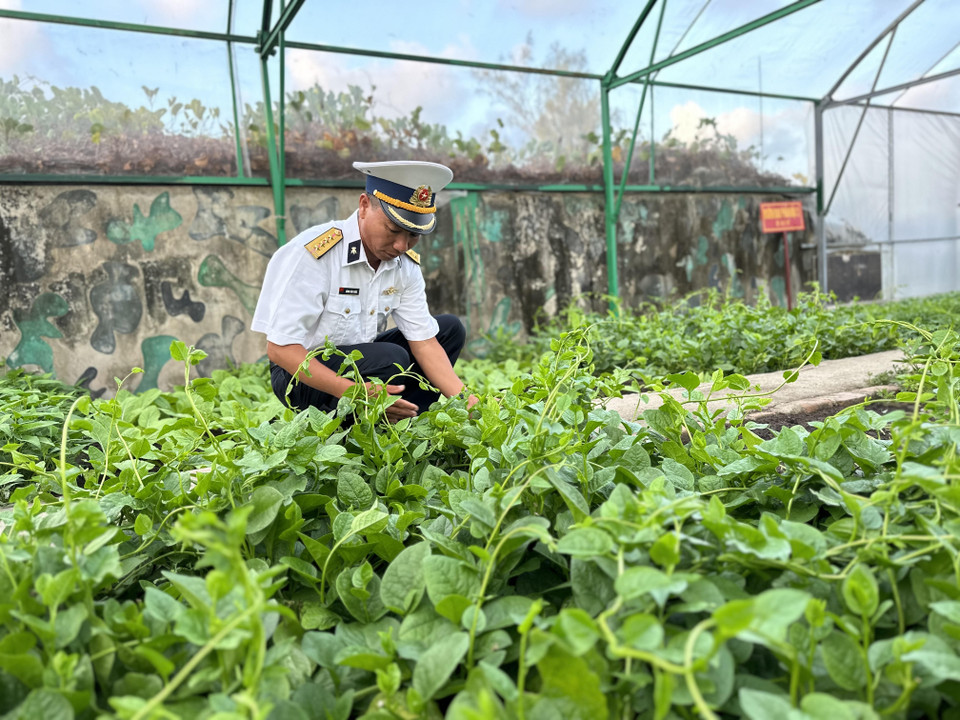 Rau mùng tơi tươi tốt như đang ở các vườn rau sạch đất liền. (Ảnh: Thùy Giang/Vietnam+)