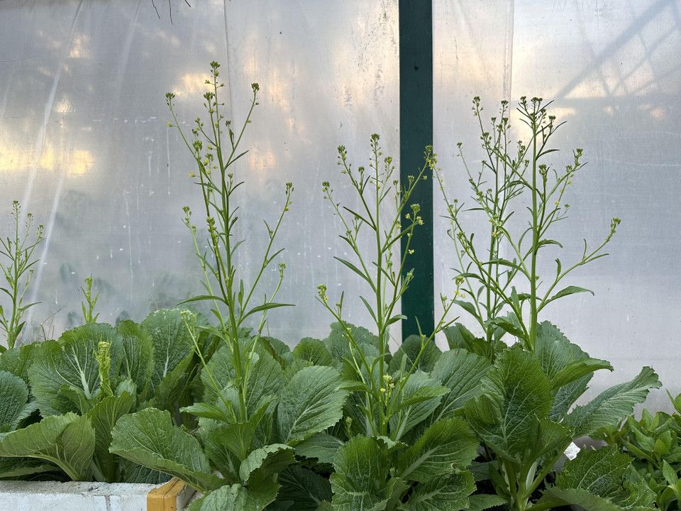 Những cây rau cải xanh tốt đã ra hoa. (Ảnh: Thùy Giang/Vietnam+)