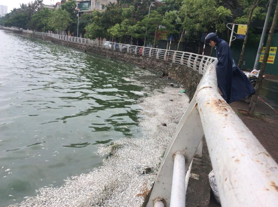 Rất nhiều cá đã bất ngờ chết và nổi trắng tại nhiều điểm ở Hồ Tây. (Ảnh: Sơn Bách/Vietnam+)