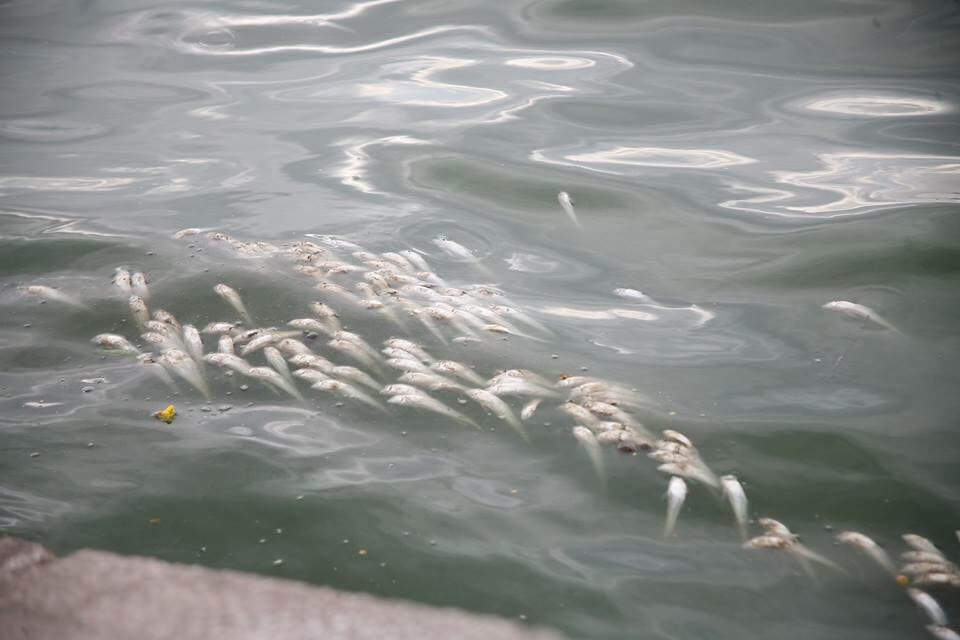 (Ảnh: Sơn Bách/Vietnam+)