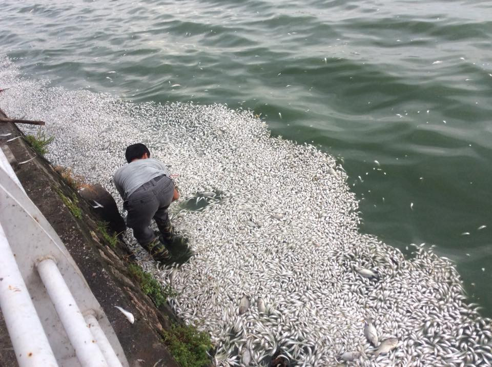  (Ảnh: Sơn Bách/Vietnam+)