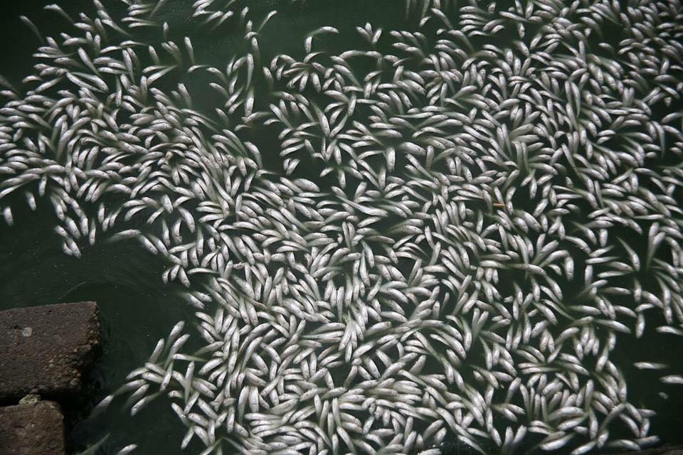 (Ảnh: Sơn Bách/Vietnam+)