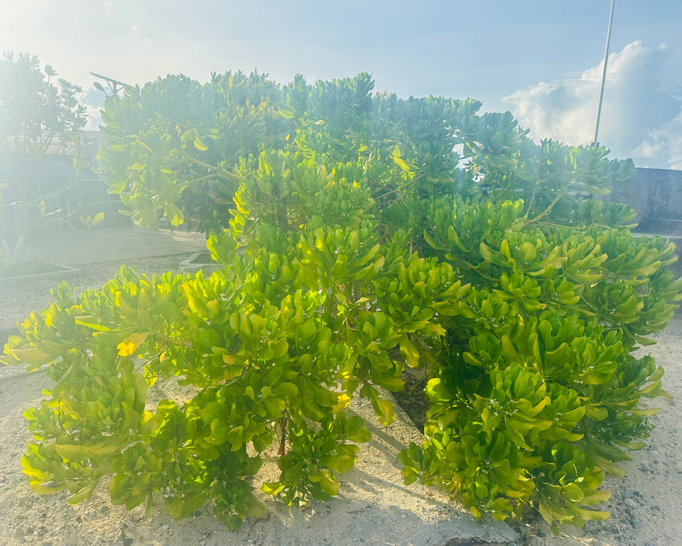 Cây bão táp không chỉ có tác dụng chắn gió, cát, chịu mặn và giữ đất, mà còn làm bóng mát. (Ảnh: Thùy Giang/Vietnam+)