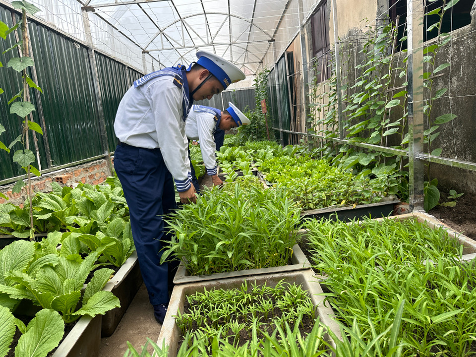 Trên đảo An Bang không có giếng nước ngọt, chất đất là cát sạn, san hô nên việc trồng rau xanh được các chiến sĩ trên đảo chăm chút cẩn thận. (Ảnh: Thùy Giang/Vietnam+)