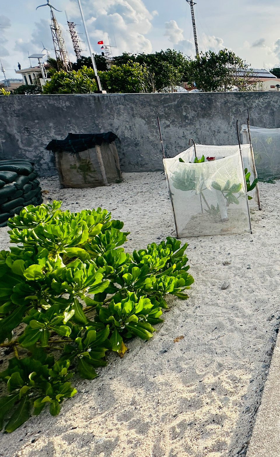 Cây bão táp được trồng đan xen những hàng dài ven biển. (Ảnh: Thùy Giang/Vietnam+)