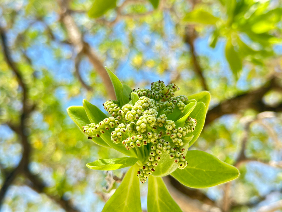 Những nụ hoa của cây phong ba. (Ảnh: Thùy Giang/Vietnam+)