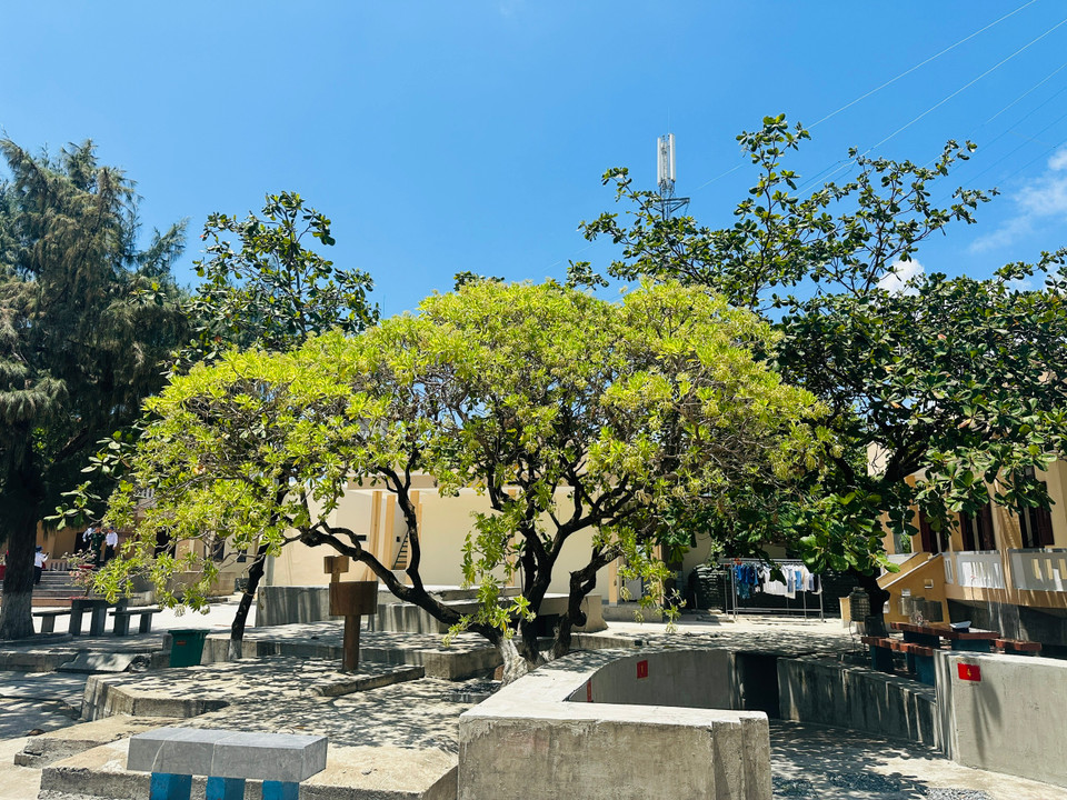 Cây phong ba trưởng thành khá cao, cành vươn ngang, toả bóng mát xuống bề mặt đảo. (Ảnh: Thùy Giang/Vietnam+)