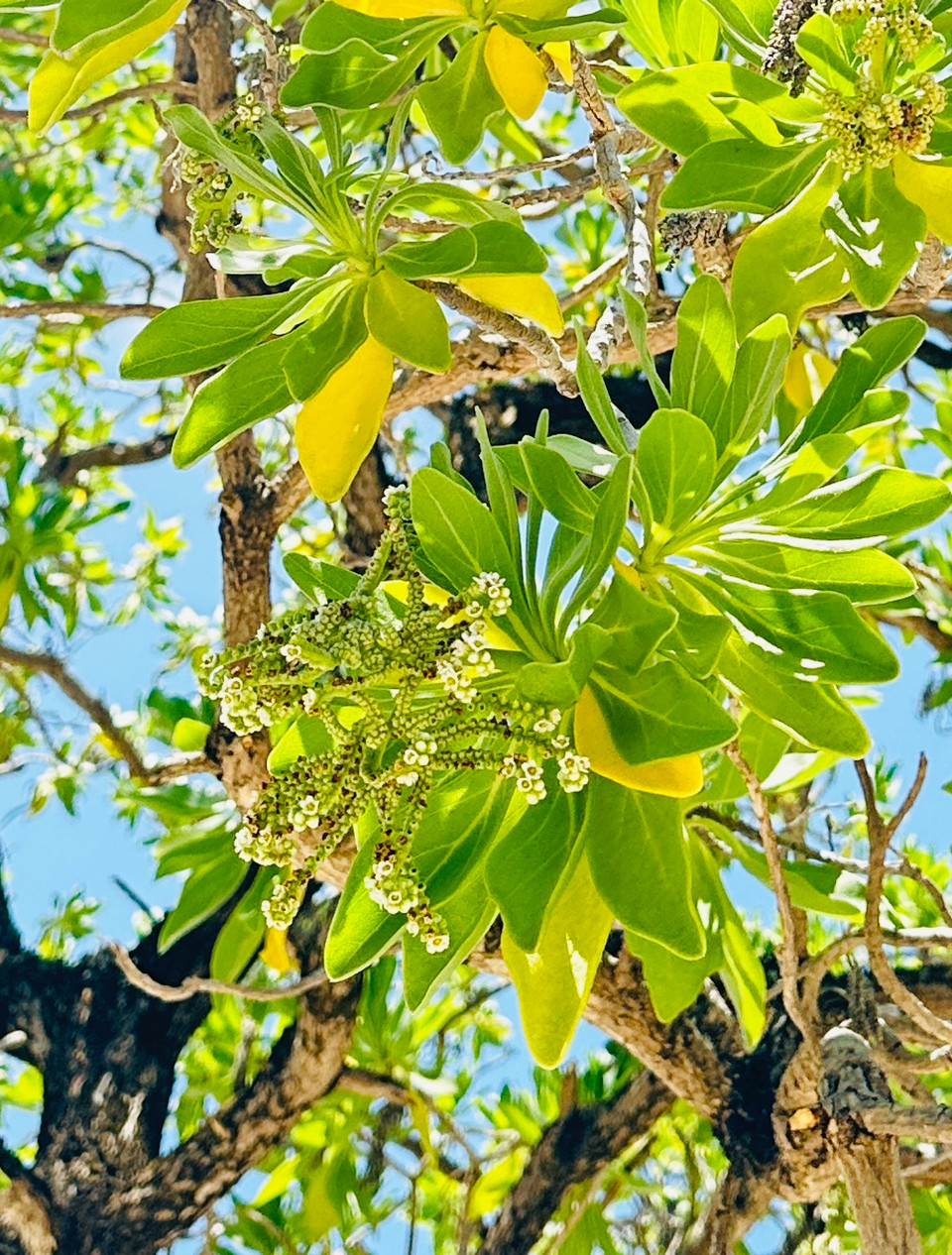 Vỏ cây phong ba sần sùi, như chứng tích của bao khắc nghiệt, dãi dầu giữa đảo Trường Sa đầy nắng cùng với với cái mặn mòi của gió biển mang theo đầy muối mặn mà nó phải gồng mình gánh chịu. (Ảnh: Thùy Giang/Vietnam+)