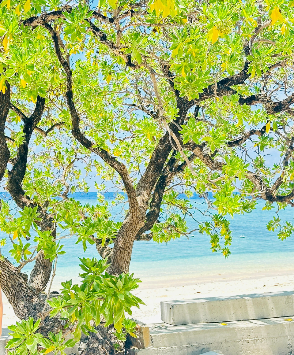 Cây phong ba hiên ngang, nhưng lại có dáng uyển chuyển mềm mại, có những đường lượn rất ngoạn mục theo hướng gió. (Ảnh: Thùy Giang/Vietnam+)