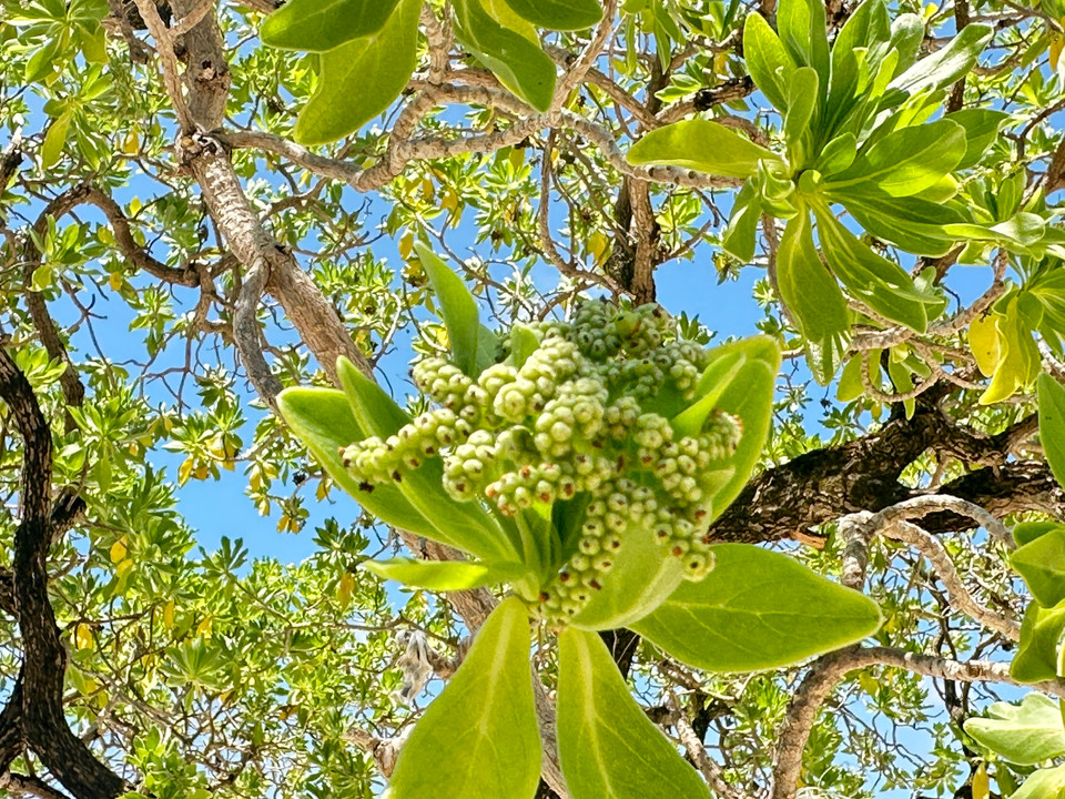 Cây phong ba là loại cây ở miền khí hậu khắc nghiệt nhưng vẫn sinh sôi phát triển trong bão táp, mưa sa, giữa ngàn khơi sóng. (Ảnh: Minh Anh/Vietnam+)