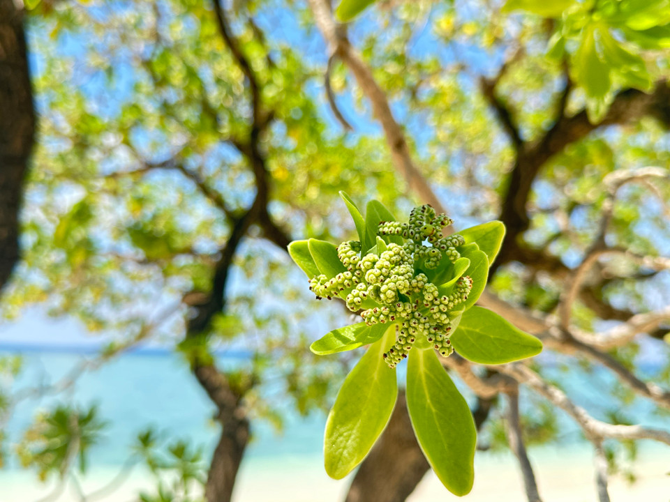 Những chiếc lá cây phong ba to và dày, mặt trên mịn. (Ảnh: Thùy Giang/Vietnam+)