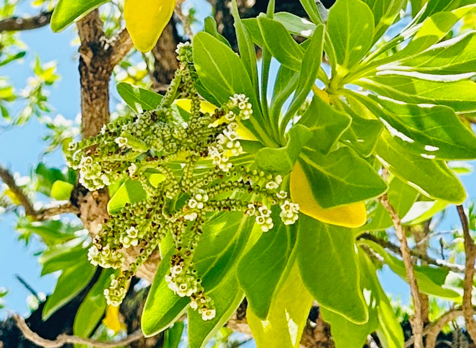 Đặc biệt hơn, những chùm hoa trắng nhỏ li ti như kiểu hoa sữa và có mùi hương dìu dịu. (Ảnh: Thùy Giang/Vietnam+)