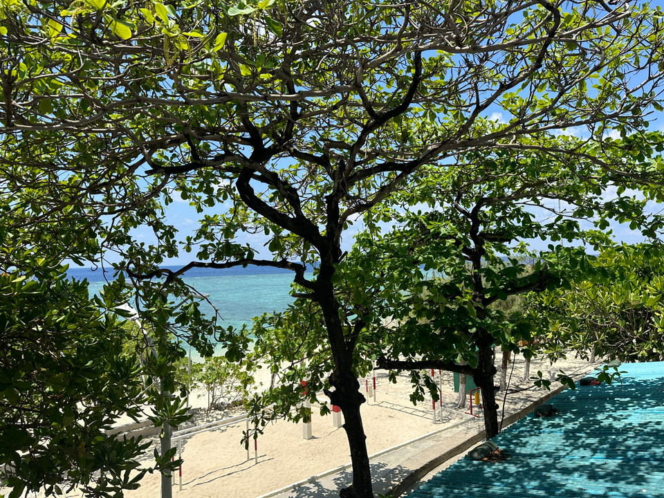 Những loại cây sống trên Quần đảo Trường Sa phải có sức sống mãnh liệt, chống chọi với gió cấp 12, thậm chí cấp 14 và hơi nước toàn vị muối biển mới có thể trụ vững được. (Ảnh: Minh Anh/Vietnam+)