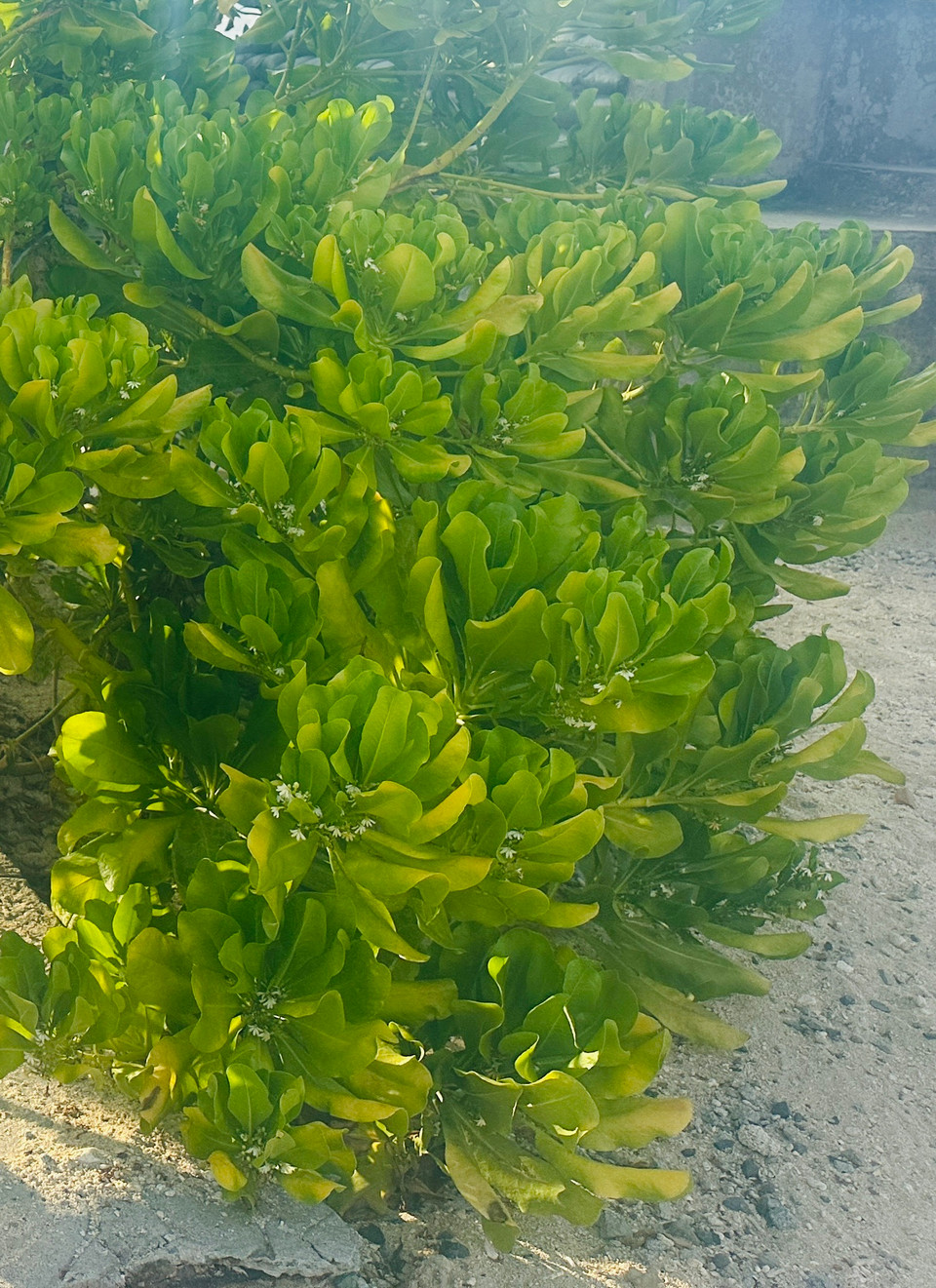 Lá bão táp gần giống như lá bàng vuông, nhưng mỏng hơn và nhỏ hơn; mềm mướt, không cứng như lá bàng mà rất dễ dập nát. (Ảnh: Minh Anh/Vietnam+)