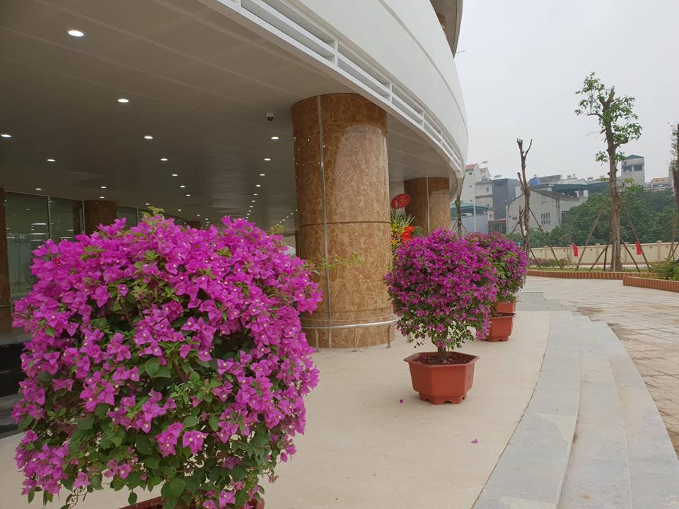 Cây cảnh được trang trí tại nhiều khu vực của bệnh viện. (Ảnh: PV/Vietnam+)