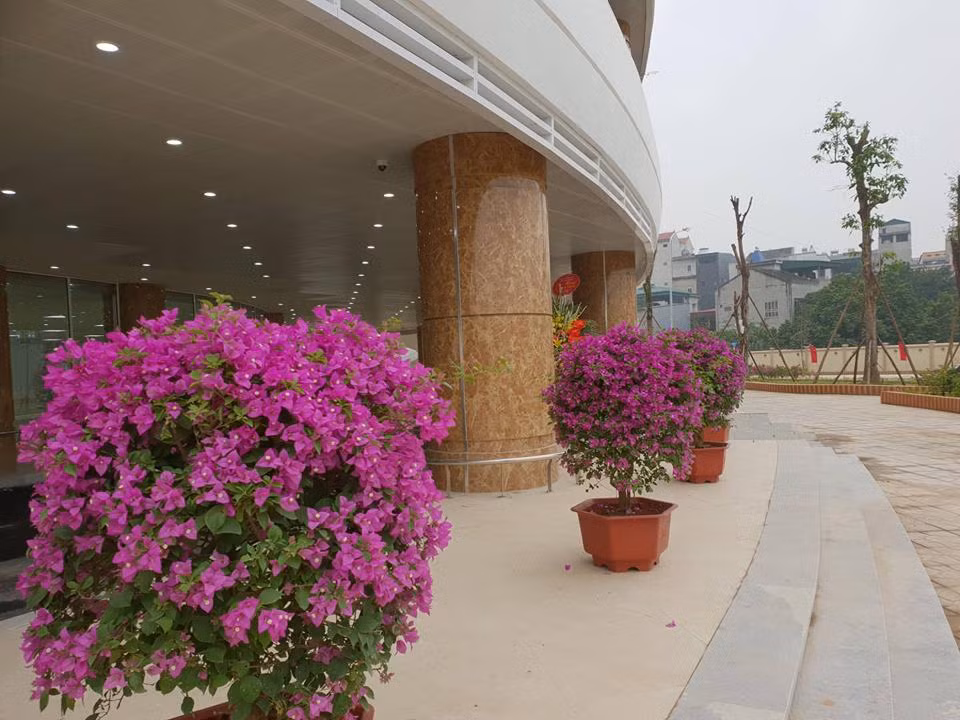Cây cảnh được trang trí tại nhiều khu vực của bệnh viện. (Ảnh: PV/Vietnam+)