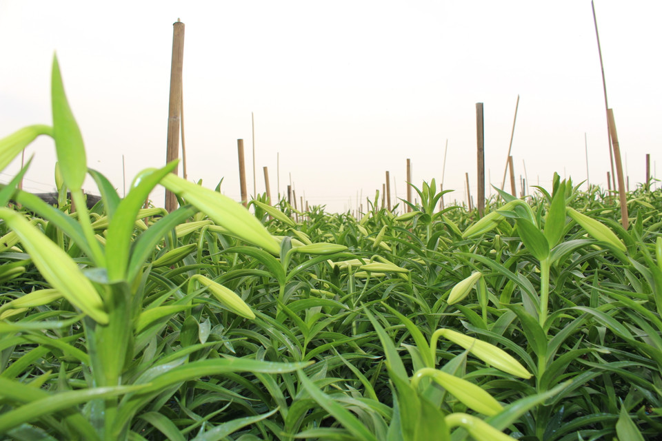 Những luống hoa loa kèn bắt đầu vào mùa thu hoạch. (Ảnh: Thu Hà-Nguyễn Thúy)