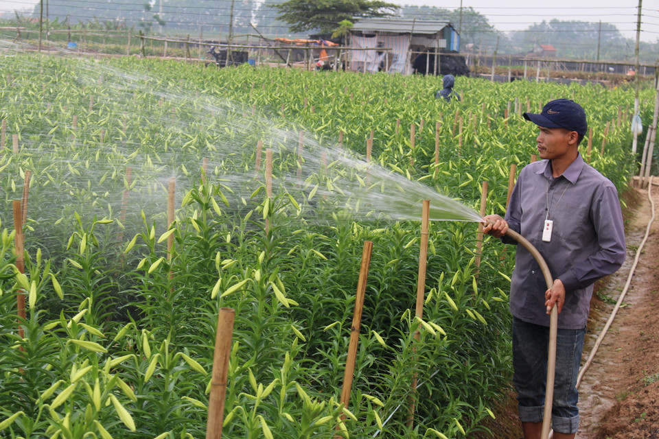 Hoa loa kèn với quy trình chăm sóc khá kỳ công, trung bình cứ khoảng 2 đến 3 ngày lại tưới nước một lần. (Ảnh: Thu Hà-Nguyễn Thúy)