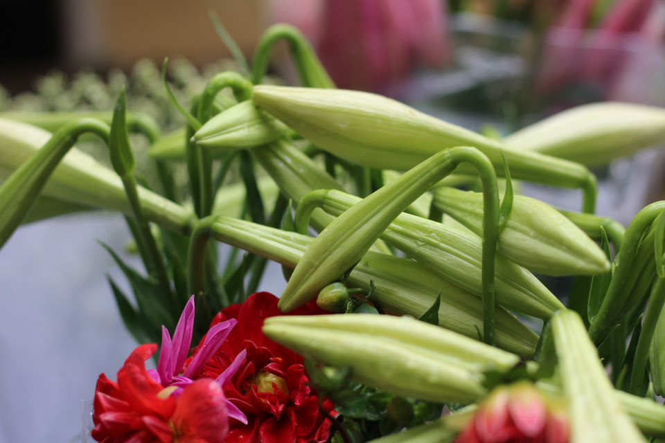 Mùa hoa loa kèn thường bắt đầu từ cuối tháng Ba và kéo dài đến gần hết tháng Tư. (Ảnh: Thu Hà-Nguyễn Thúy)