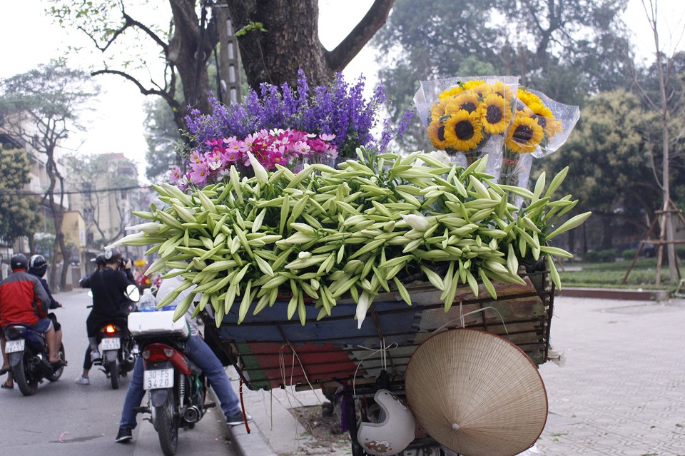 Hoa loa kèn khoe sắc trên các tuyến phố. (Ảnh: Thu Hà-Nguyễn Thúy)