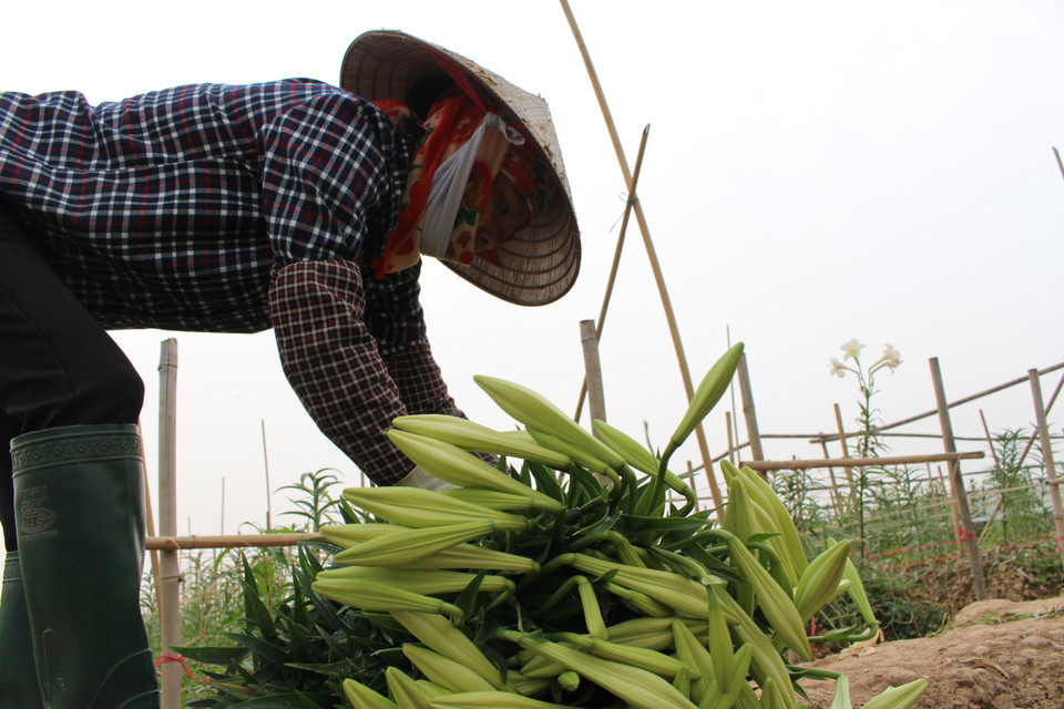 Một lứa hoa loa kèn từ khi trồng đến khi ra hoa mất khoảng nửa năm chăm sóc. (Ảnh: Thu Hà-Nguyễn Thúy) 