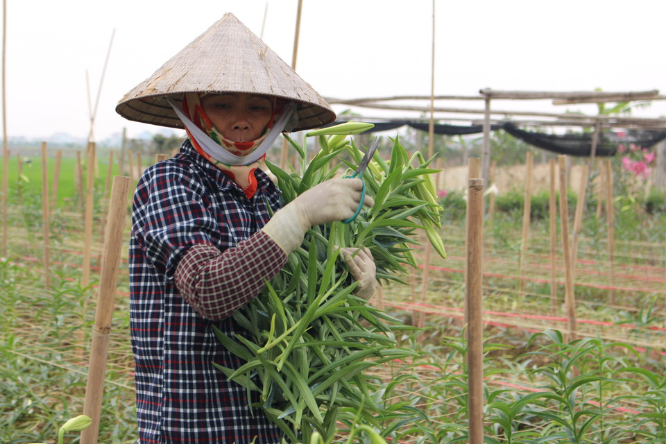Các nhà vườn trồng hoa đang bắt đầu thu hoạch với số lượng lớn. (Ảnh: Thu Hà-Nguyễn Thúy)