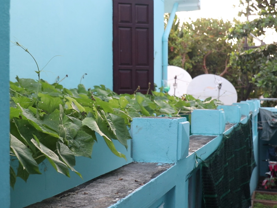 Giàn cây dây leo xanh mướt trước khoảng sân nhỏ ở mỗi gia đình. (Ảnh: Minh Anh/Vietnam+)