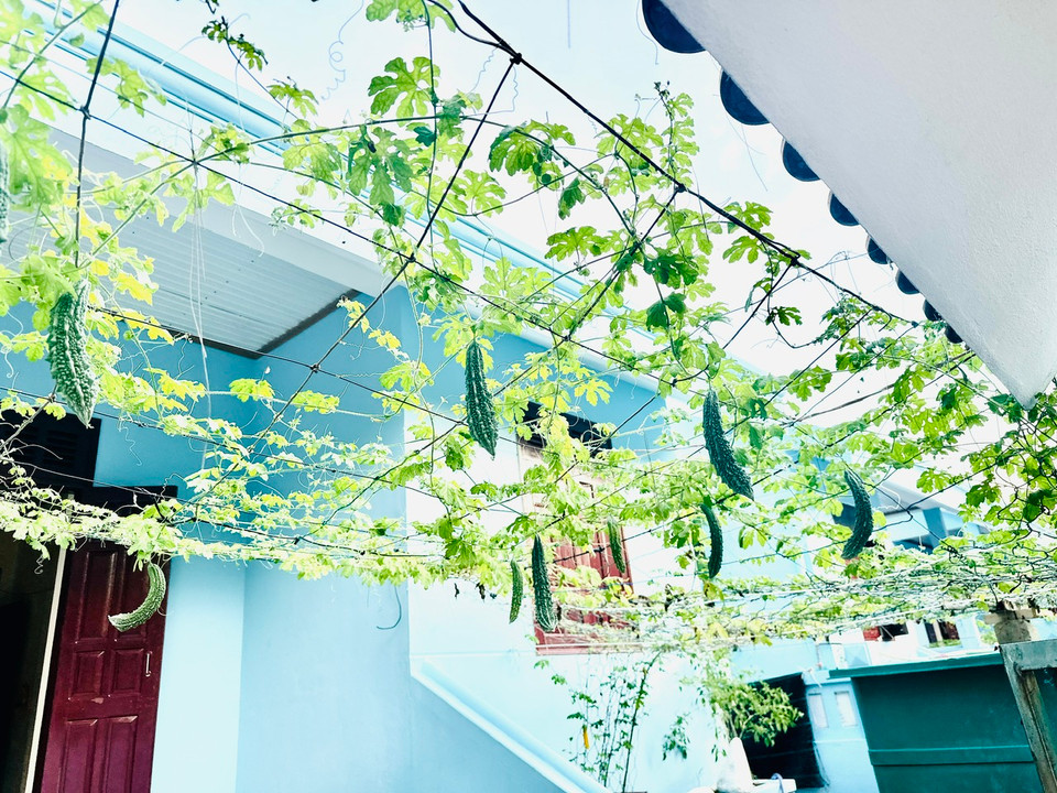 Mỗi ngôi nhà với diện tích khoảng 100 mét vuông. Nhà nào cũng có giàn cây dây leo trước hiên sai quả lúc lỉu. (Ảnh: Thùy Giang/Vietnam+)