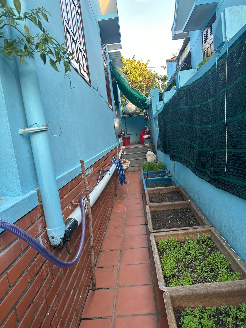 Mọi không gian được tận dụng để trồng rau xanh. (Ảnh: Minh Anh/Vietnam+)