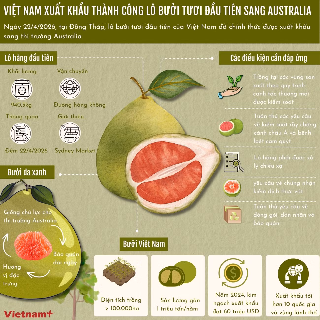 info-xuat-khau-buoi.jpg