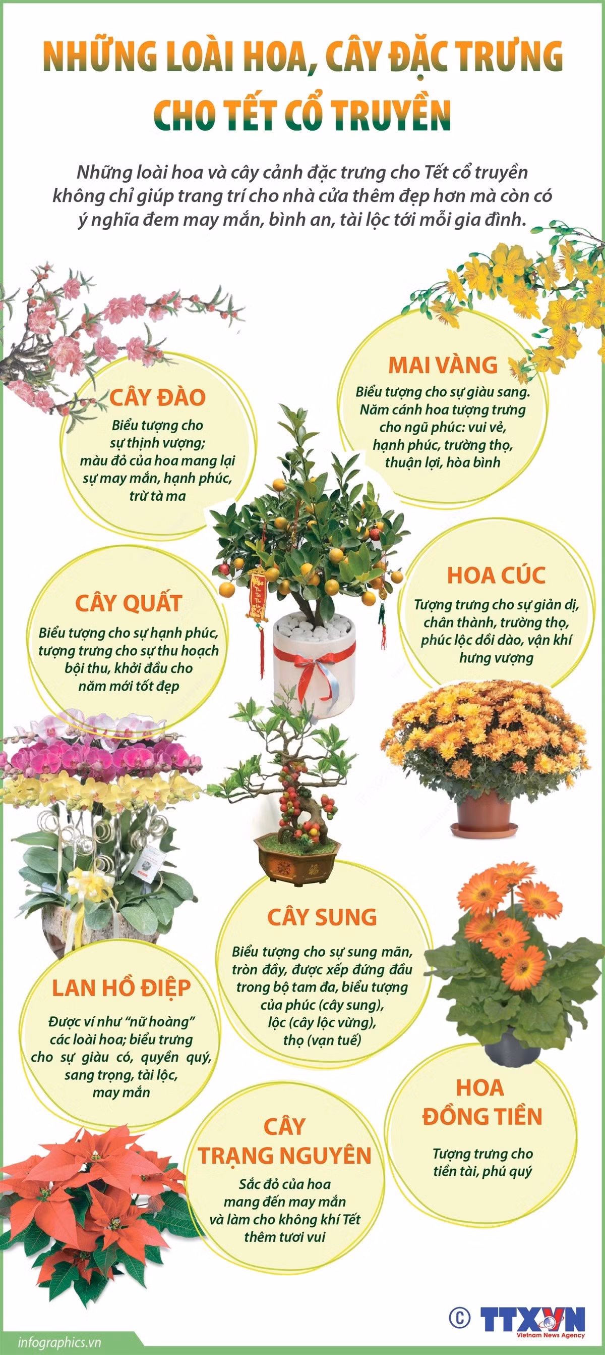 info-hoa-tet.jpg