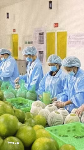 Chế biến nông sản xuất khẩu. (Ảnh: TTXVN)