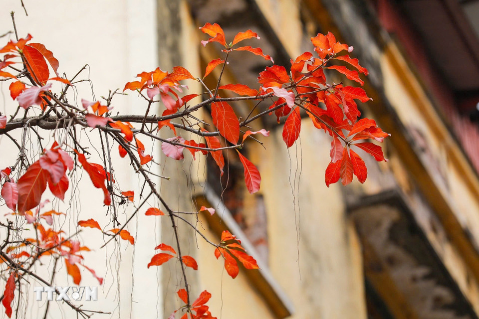 Sắc vàng, sắc đỏ len lỏi trong từng hàng cây, tuyến phố. (Ảnh: Khánh Hòa/TTXVN)