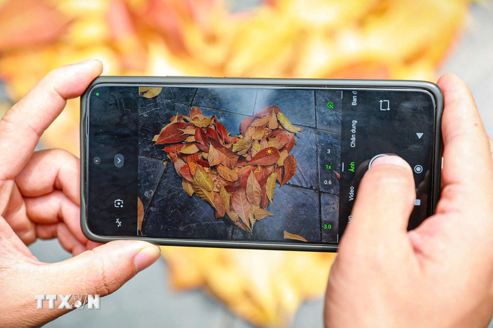 Lưu lại khoảnh khắc mùa cây thay lá. (Ảnh: Khánh Hòa/TTXVN)