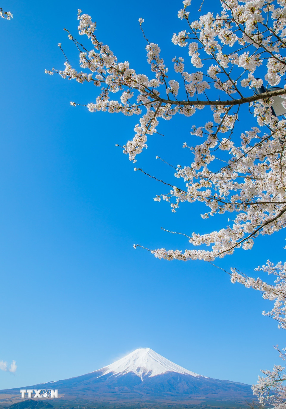 Mùa hoa anh đào ở núi Phú Sĩ thường nở muộn hơn so với Tokyo khoảng 1 tuần. (Ảnh: Xuân Giao/TTXVN)