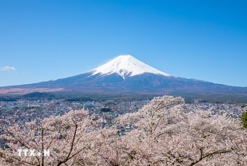 Ngắm hoa anh đào tại khu vực núi Phú Sĩ mang lại những cảm xúc đặc biệt cho du khách. (Ảnh: Xuân Giao/TTXVN)
