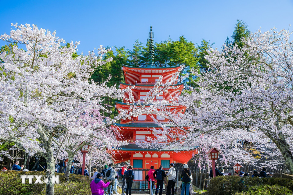 Ngọn tháp cao nhất tại chùa Chureito cũng được bao phủ bởi hoa anh đào. (Ảnh: Xuân Giao/TTXVN)