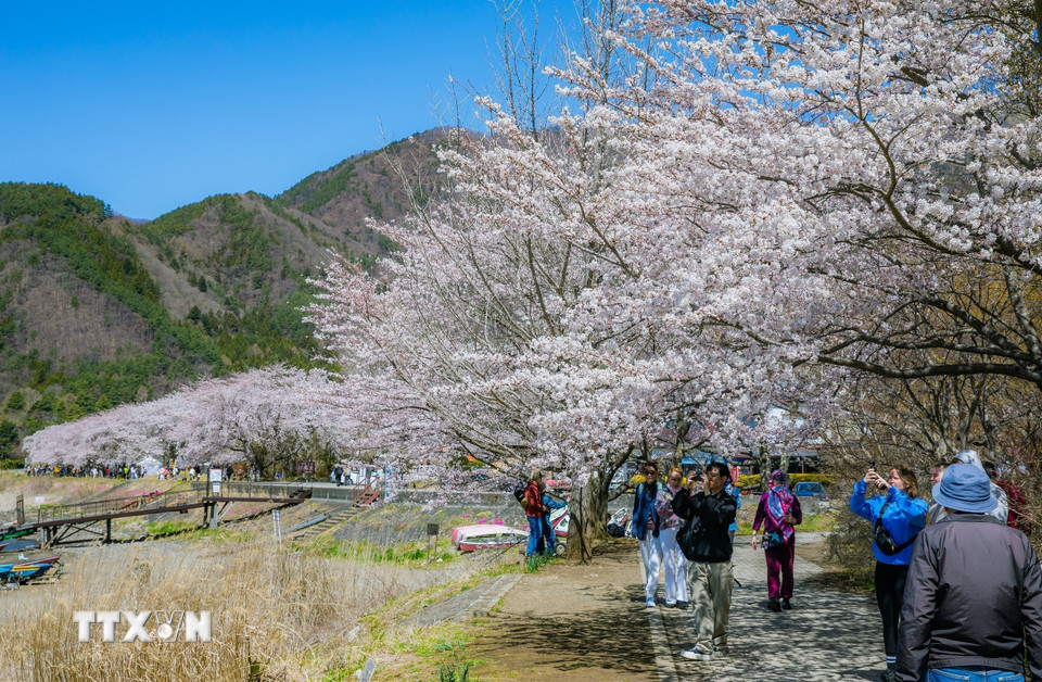 Hoa anh đào nở rộ bên hồ Kawaguchi - hồ dài nhất trong Ngũ hồ Phú Sĩ. (Ảnh: Xuân Giao/TTXVN)