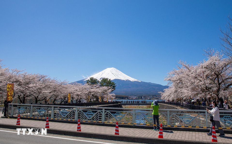 Hoa anh đào nở rộ hai bên kênh nước dẫn ra hồ Kawaguchi. (Ảnh: Xuân Giao/TTXVN)