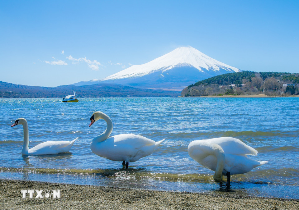 Thiên nga trắng tại hồ Yamanaka - hồ lớn nhất trong Ngũ hồ Phú Sĩ. (Ảnh: Xuân Giao/TTXVN)