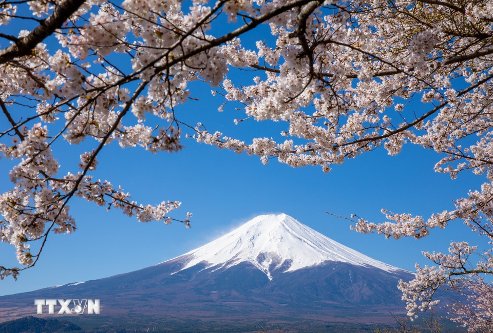 Hoa anh đào và núi Phú Sĩ - hai biểu tượng của Nhật Bản. (Ảnh: Xuân Giao/TTXVN)