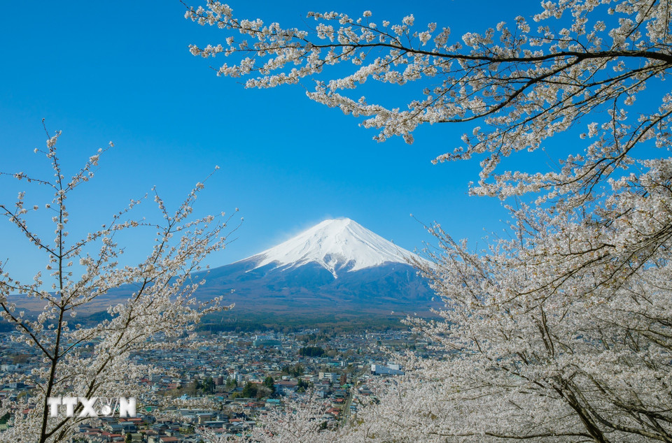Chiêm ngưỡng sự hùng vĩ của núi Phú Sĩ và vẻ đẹp của hoa anh đào là trải nghiệm tuyệt vời trong tiết trời Xuân ấm áp. (Ảnh: Xuân Giao/TTXVN)