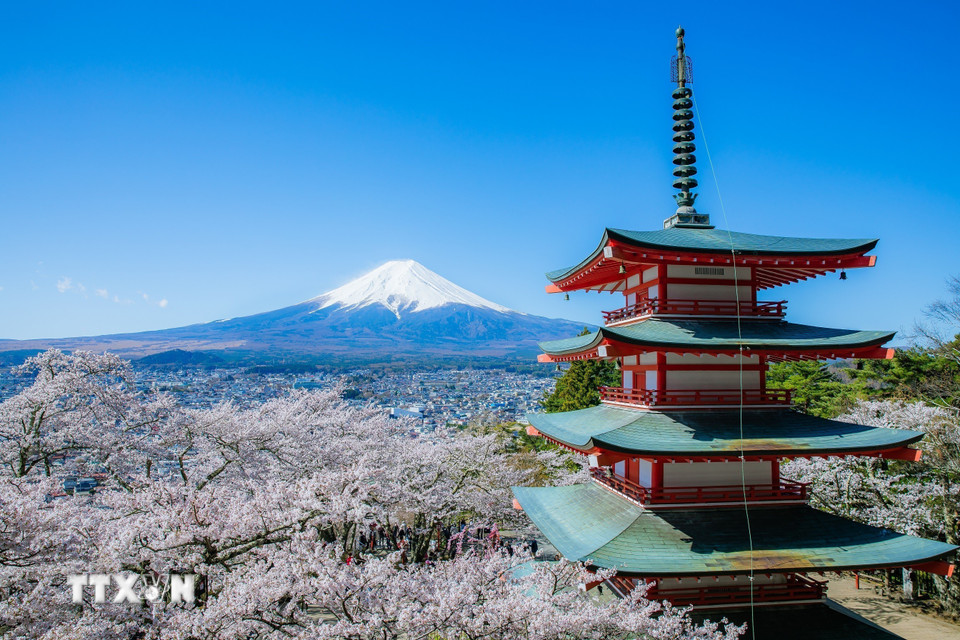 Hoa anh đào, núi Phú Sĩ và tháp trong chùa Chureito thường xuyên xuất hiện trong các bức ảnh về Nhật Bản. (Ảnh: Xuân Giao/TTXVN)