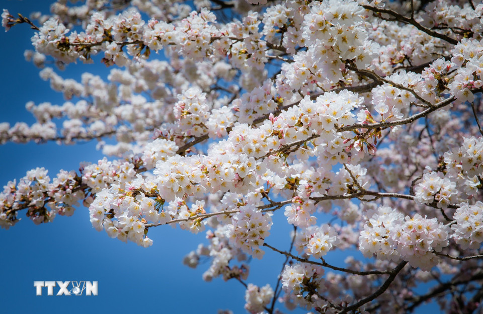 Hoa anh đào tại khu vực núi Phú Sĩ bắt đầu nở từ tuần đầu tháng 4 và mãn khai vào giữa tháng. (Ảnh: Xuân Giao/TTXVN)