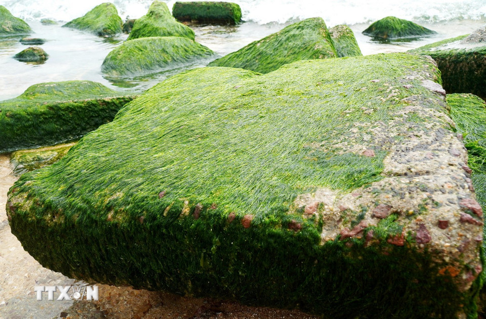 Những tảng đá tự nhiên với hình thù kỳ thú phủ đầy rêu xanh trông rất thú vị, bắt mắt. (Ảnh: Lê Phước Ngọc/TTXVN)