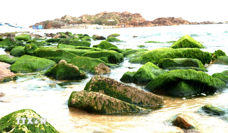 Bãi đá rêu xanh mướt. (Ảnh: Lê Phước Ngọc/TTXVN)